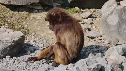 A great video that a gelada monkey took up close. A portrait video. 動画素材 220946342
