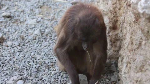 A great video that a gelada monkey took up close. A portrait video. 動画素材 220947167