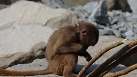 A great video that a gelada monkey took up close. A portrait video. 動画素材 220947255