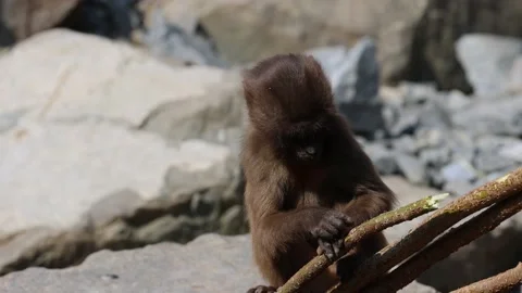 A great video that a gelada monkey took up close. A portrait video. 動画素材 220947259
