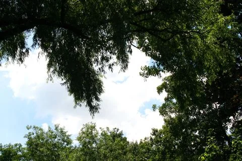 Great view below the old, ancient tree to the cloudy sky near the wild river Stock Photos