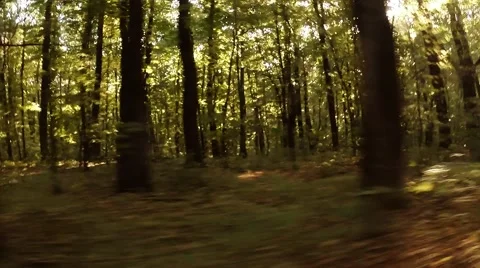 Great View From the Car Driving Along a Forest Road in the Summer Stock Footage 59760956
