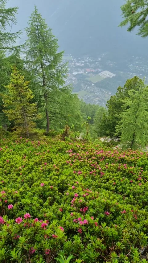 Great view of Chamonix Mont Blanc Stock Footage 284452894