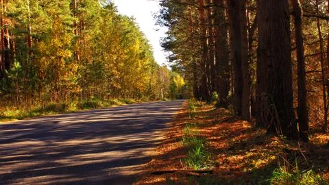 Great view Forest road Maple trees Fotos Stock