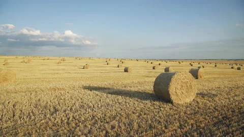 Great view of haystacks on a spacious wheat field on a hot summer day 動画素材 132490381