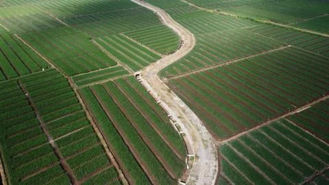 Great view on onion farm Foto stock