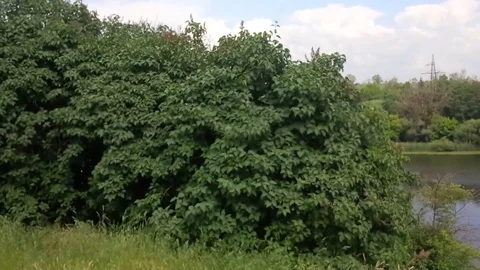 A great view to the river Stockbeeldmateriaal 90506305