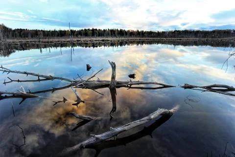 Great view of a swamp Stock Photos