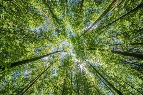A great view up into the trees direction sky in may, Germany Stock Photos