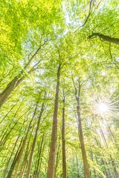A great view up into the trees direction sky in may, Germany Stock Photos
