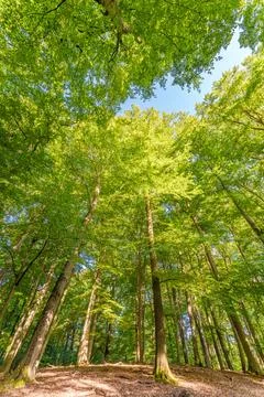 A great view up into the trees direction sky in may, Germany Foto stock
