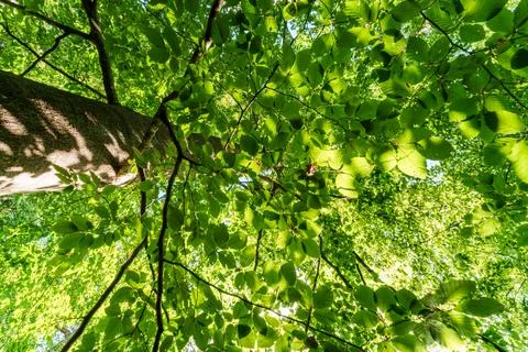 A great view up into the trees direction sky in may, Germany Foto stock