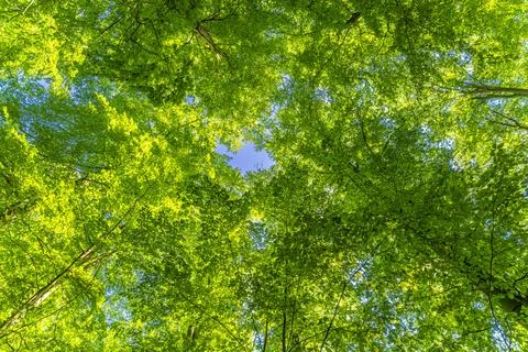 A great view up into the trees direction sky in may, Germany Stock Photos