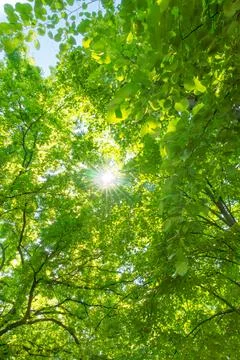 A great view up into the trees direction sky in may, Germany Stock Photos