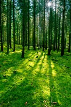 A great view up into the trees direction sky in may, Germany Stock Photos