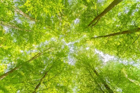 A great view up into the trees direction sky in may, Germany Foto stock