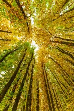 A great view up into the trees direction sky in may, Germany Stock Photos
