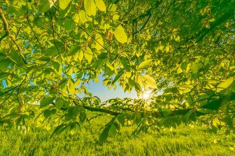 A great view up into the trees direction sky in may, Germany Stock Photos