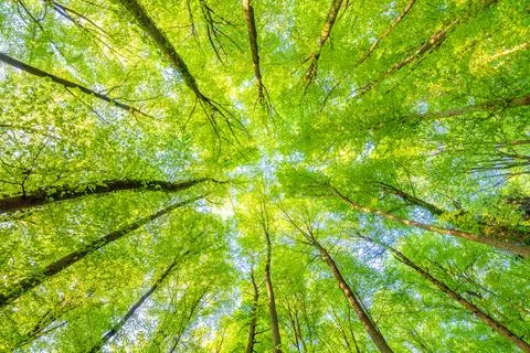 A great view up into the trees direction sky in may, Germany Foto stock