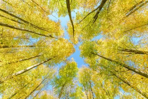 A great view up into the trees direction sky in may, Germany Stock Photos