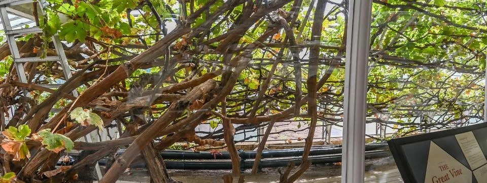 The Great Vine, the largest grape vine in the world Stock Photos