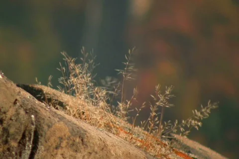 Great wall  1 Video stock 302261