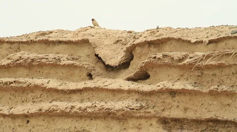 Great Wall - Bird Stock Footage 4807342