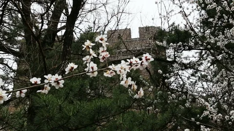 Great Wall in spring Stock Footage 53509484