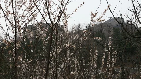 Great Wall in spring Stock Footage 53511886