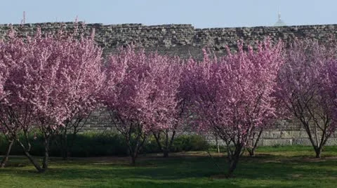 Great wall in spring1 Stock Footage 10902105