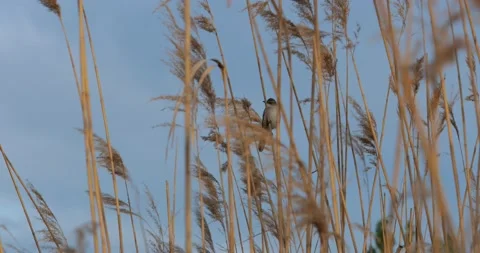 Great Warbler sings Stock Footage 160719639