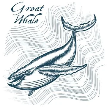 Great Whale Stock Illustration