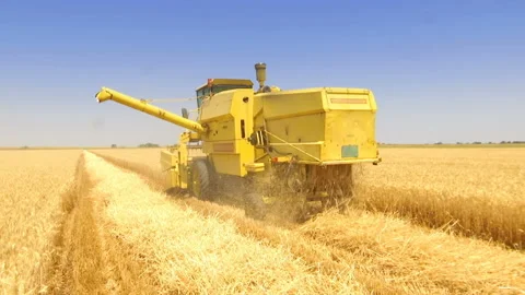 Great Wheat Harvest Stock-Footage 156735130