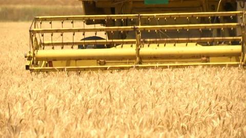 Great Wheat Harvest Stock-Footage 156735206
