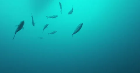 Great White in 2k Stock Footage 41574495