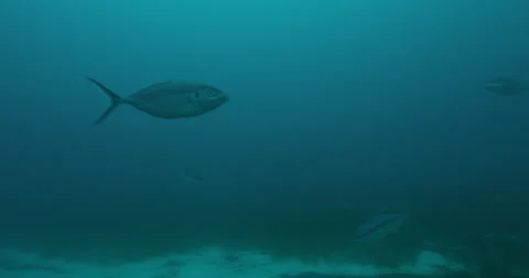 Great White in 2k Stock Footage 41579126