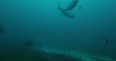 Great White in 2k Stock Footage 41587632