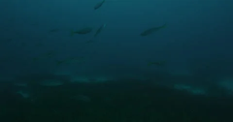 Great White in 2k Stock Footage 41590893