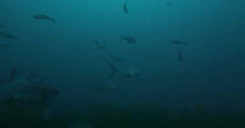 Great White in 2k Stock Footage 41592931