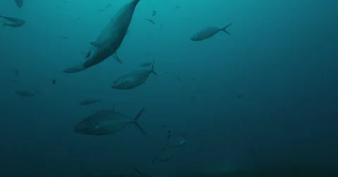 Great White in 2k Stock Footage 41595341