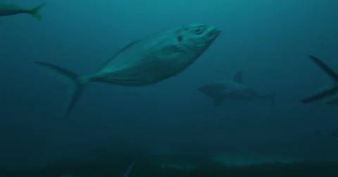 Great White in 2k Stock Footage 41604924
