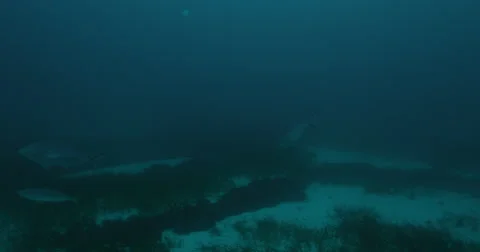 Great White in 2k Stock Footage 41621310