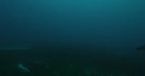 Great White in 2k Stock Footage 41623868