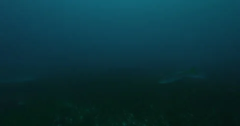 Great White in 2k Stock Footage 41628440