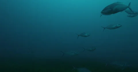 Great White in 2k Stock Footage 41631683