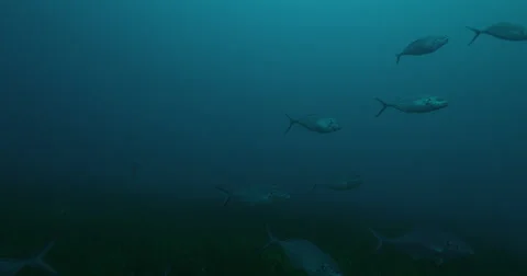Great White in 2k Stock Footage 41636215
