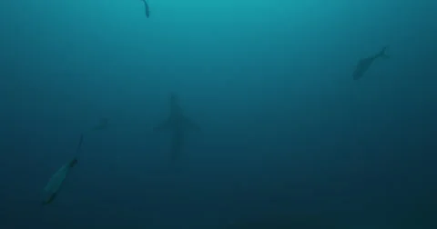 Great White in 2k Stock Footage 41639832