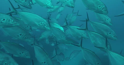 Great White in 2k Stock Footage 41641989
