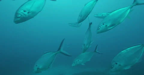 Great White in 2k Stock Footage 41647102