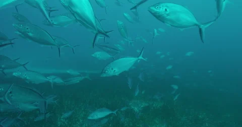 Great White in 2k Stock Footage 41650008